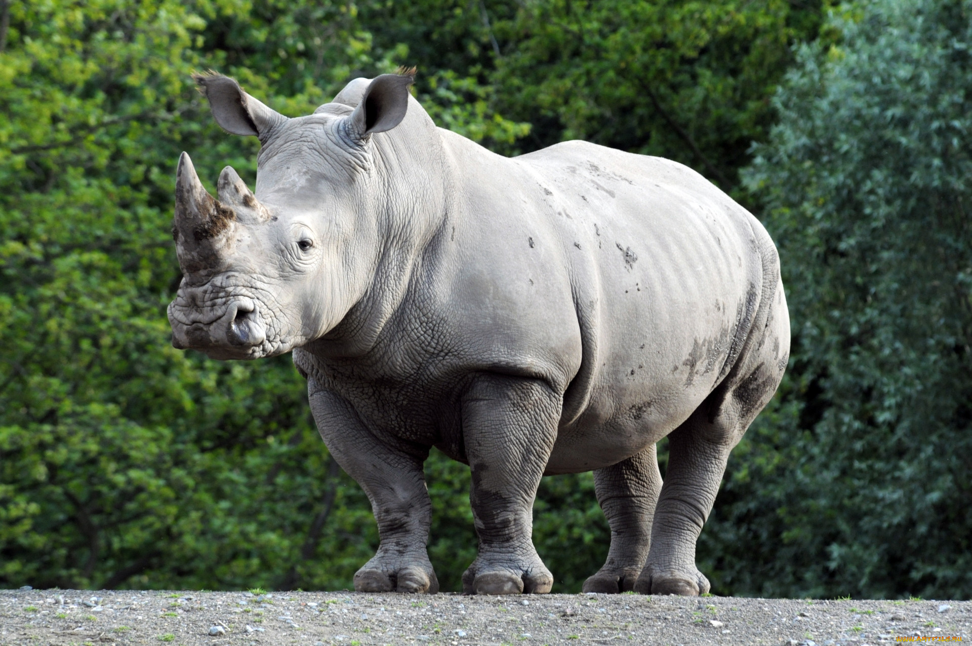 Носорог большой белый